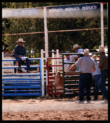 Aussie Bull Riders
