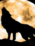 Random Howlings - By Coyote Duran